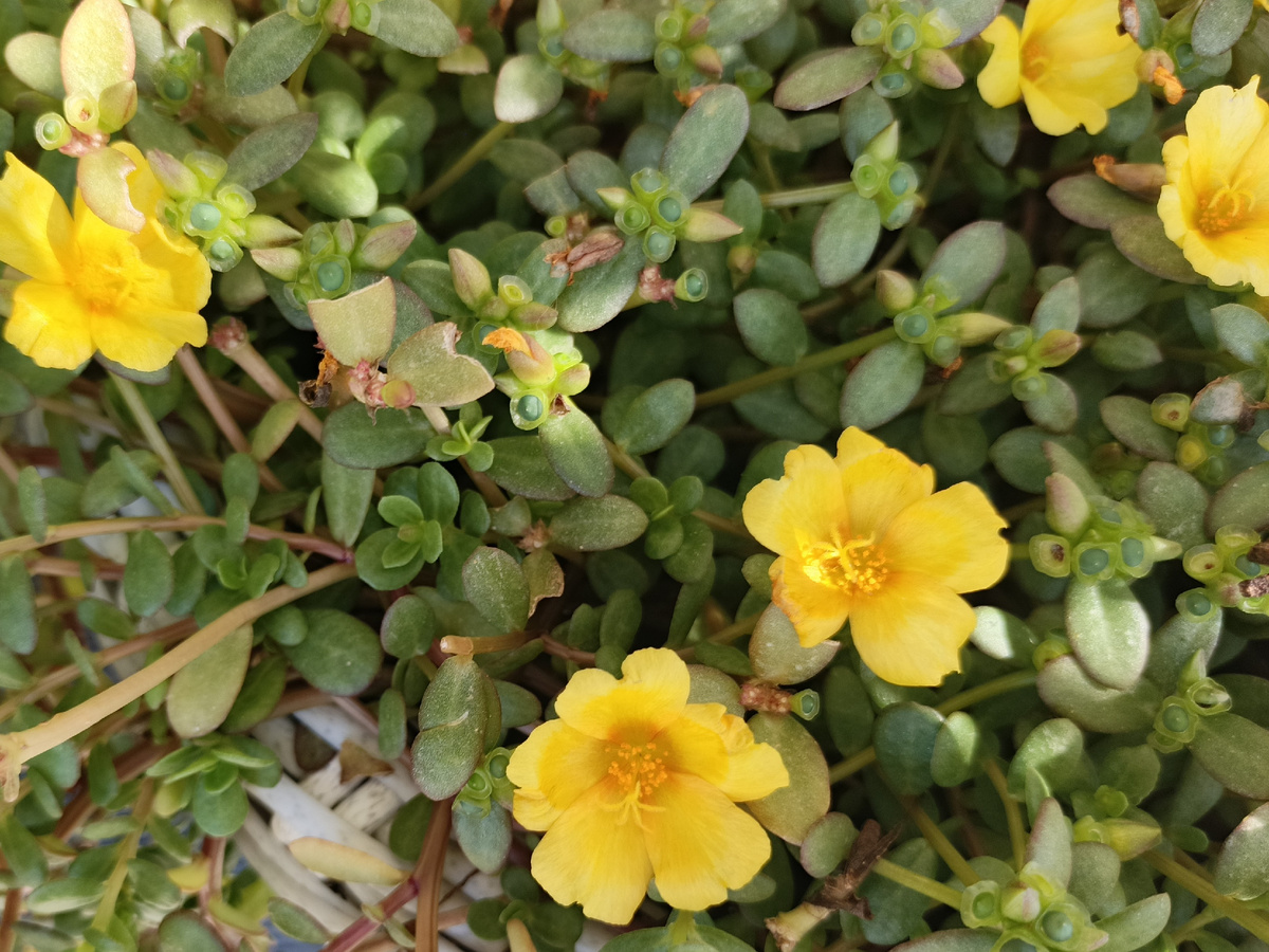 Адлер, Портулак, октябрь 2025 года