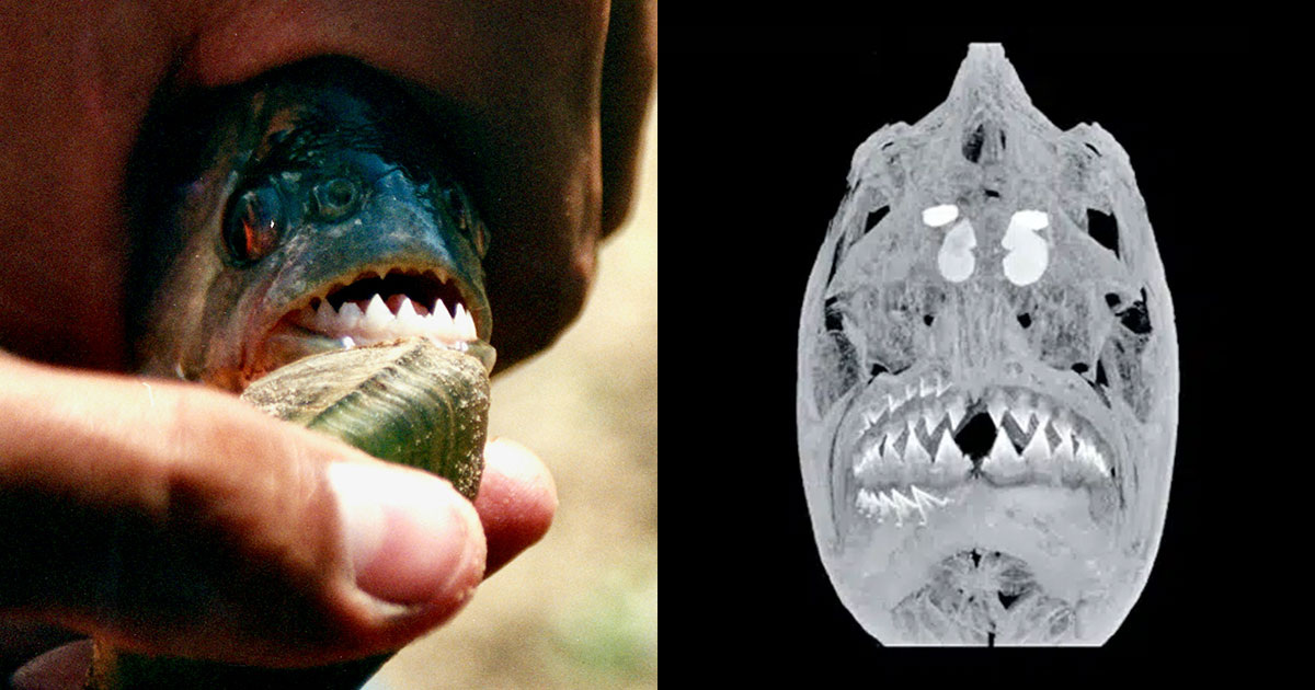 Peter Burdon / Unsplash & University of Washington / George Washington University