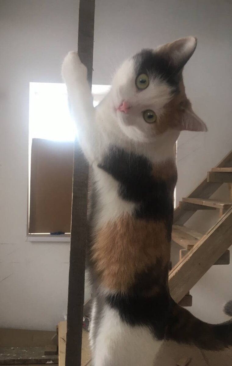 Зеленоглазая Стеша