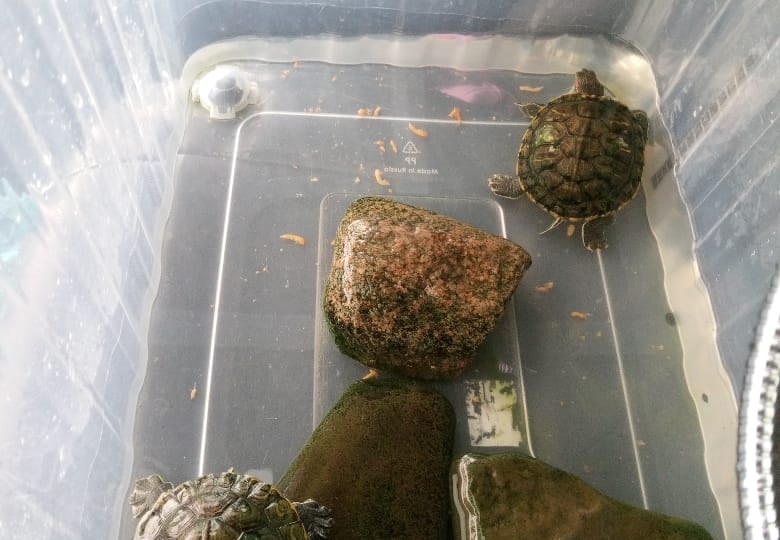 Неравнодушный водитель мусоровоза в Петрозаводске спас черепах, которых выбросили на улицу