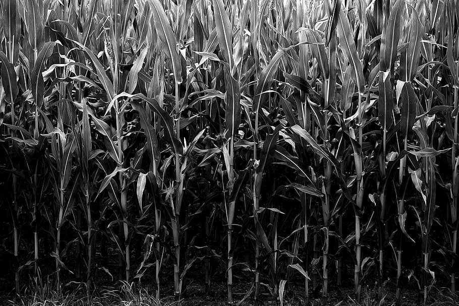 поле кукурузы