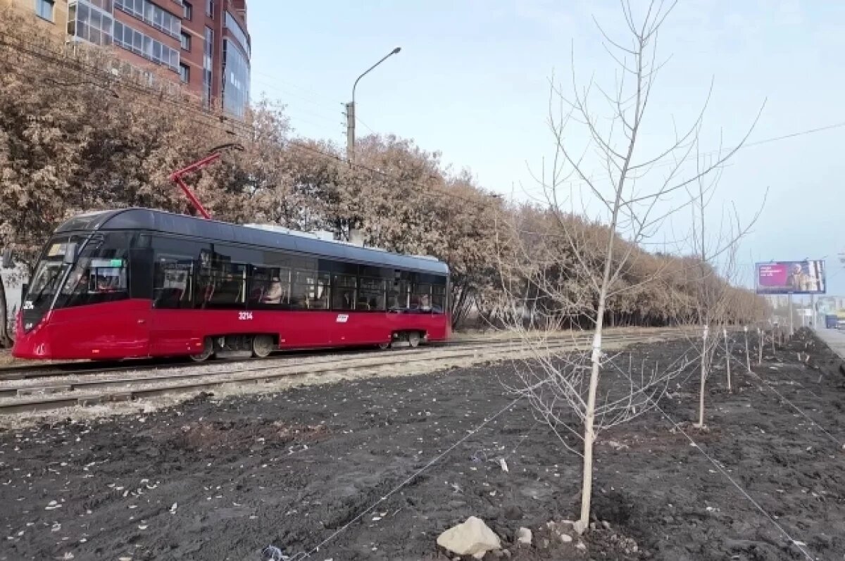    На Гусинобродском шоссе в Новосибирске высадили 95 тополей без пуха