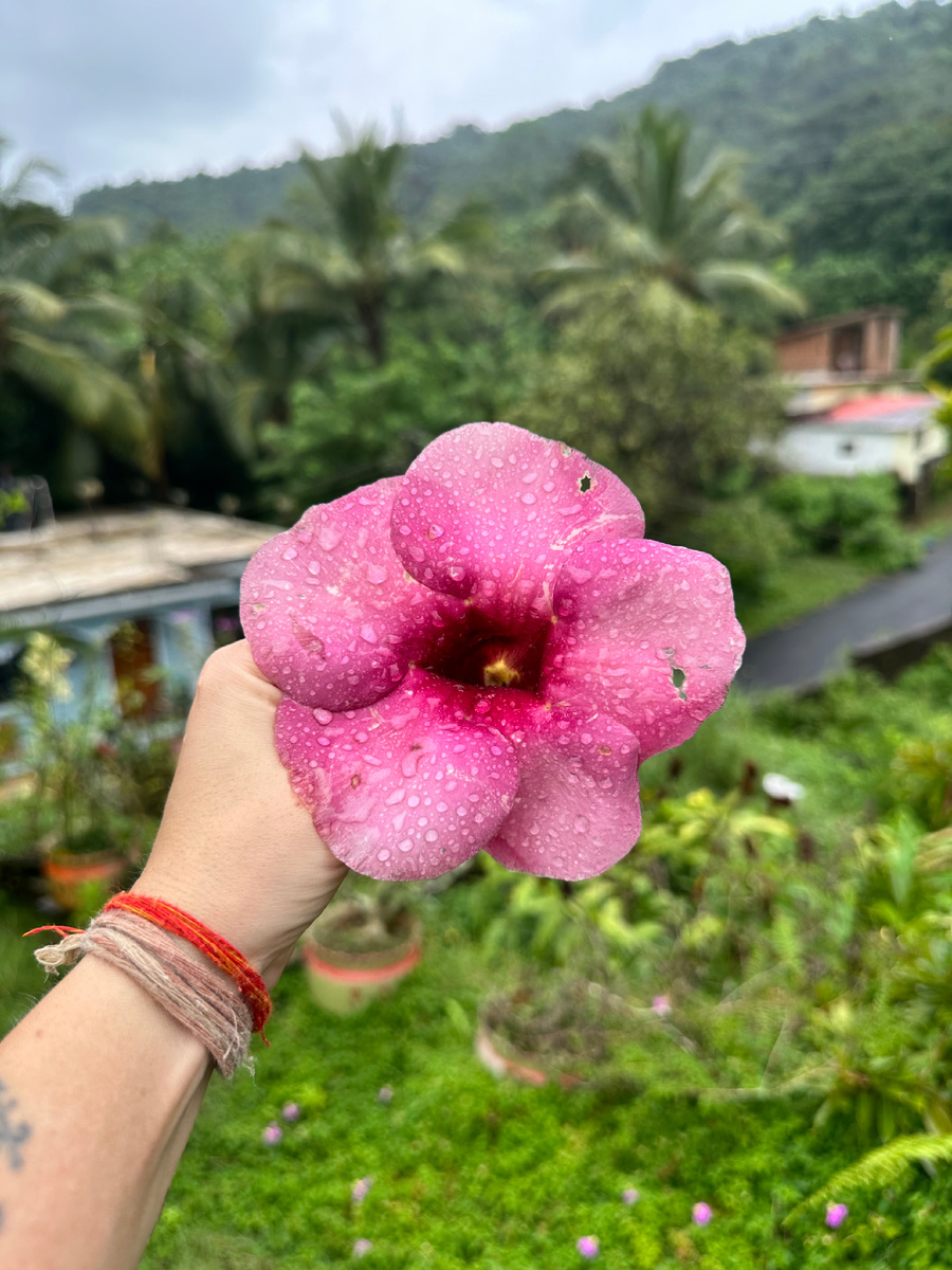 Тропический цветок 