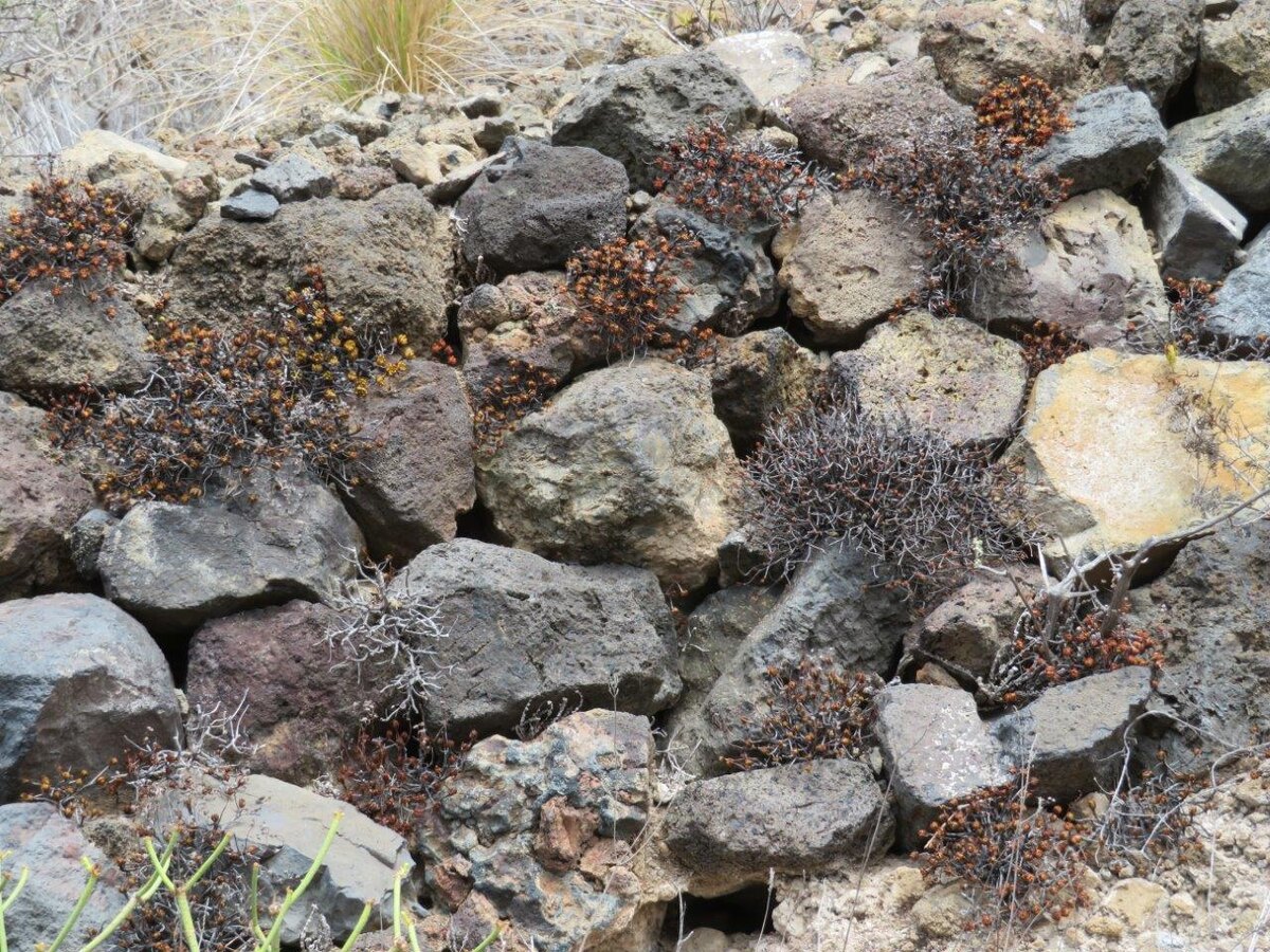 Фотографии Марко Кристини www.crassulaceae.ch