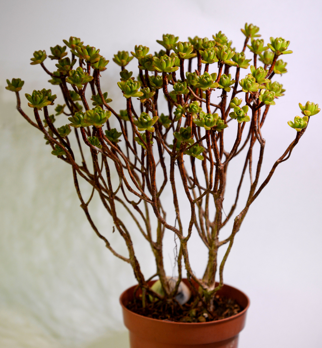 Мой эониум седифолиум (Aeonium sedifolium)