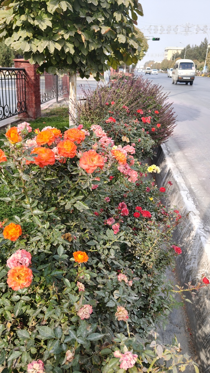 Но зато много цветущих роз