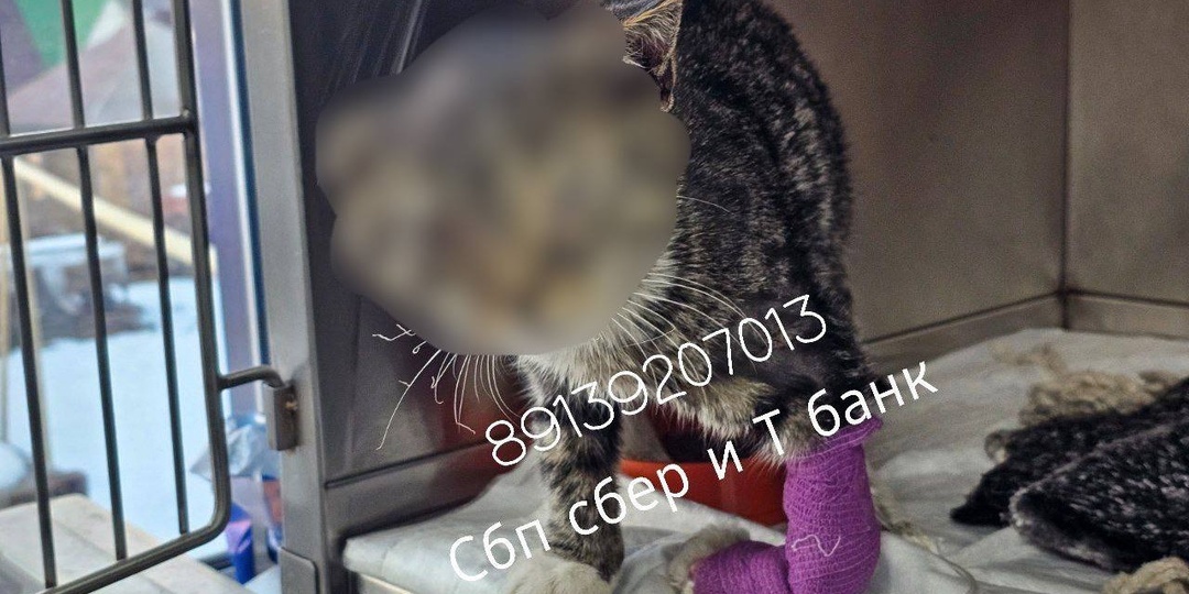 Живодеры подожгли котенка под Новосибирском