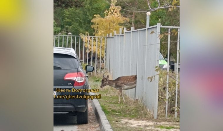 фото: жесть Волгограда