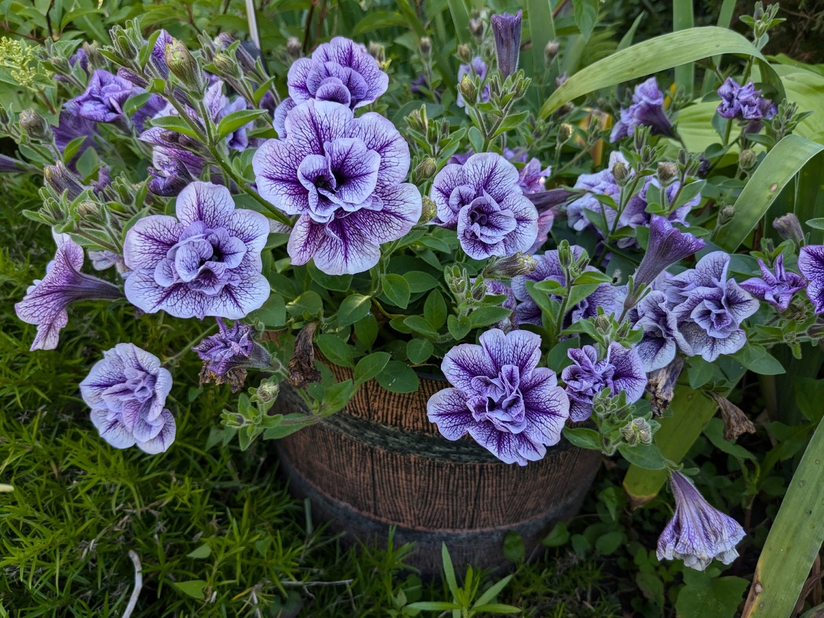 Петуния тумбелина Присцилла