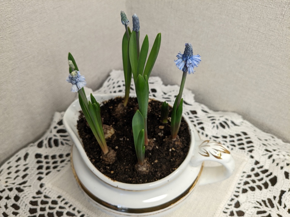 Мускари прекрасно выгоняются