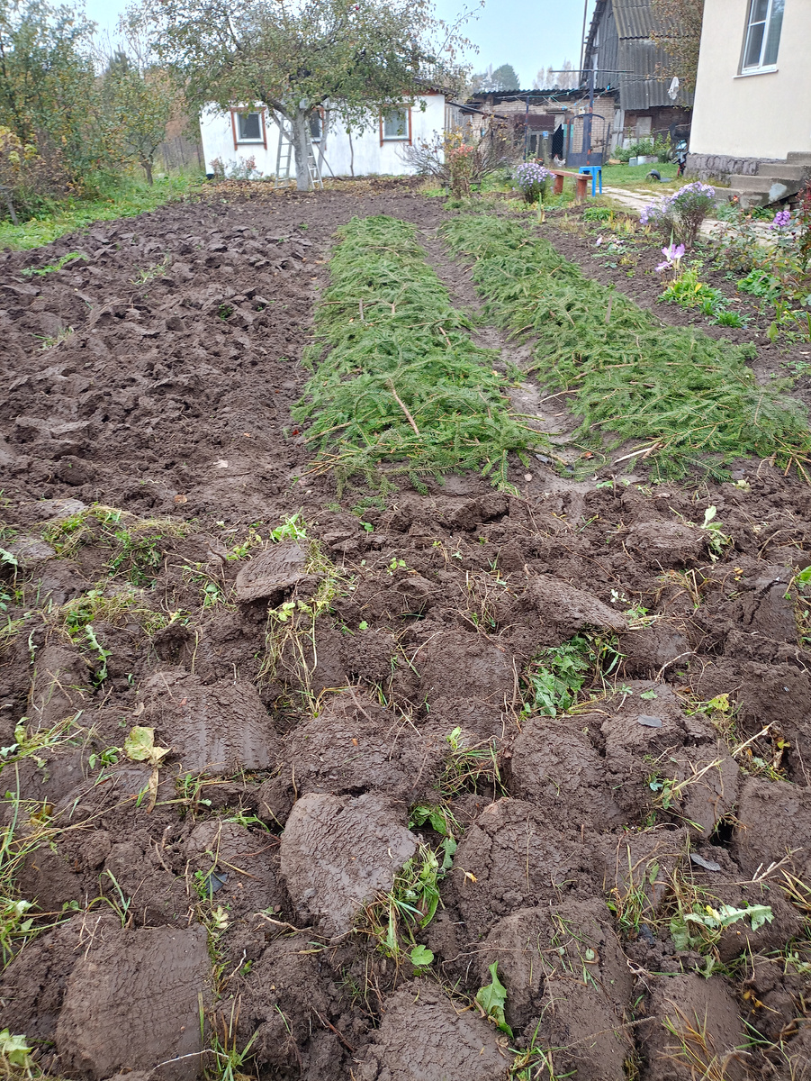 Всё. Спи, отдыхай земля-кормилица. Фото автора. 