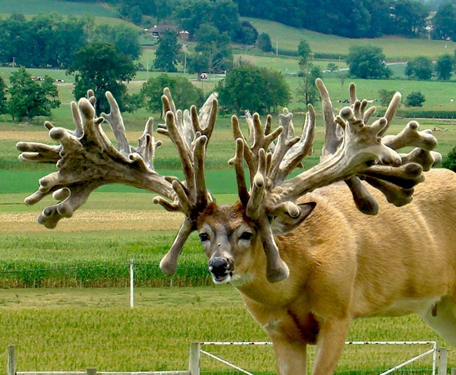 Белохвостый олень: Их рога — биомесиво, а болезнь зомби набирает обороты