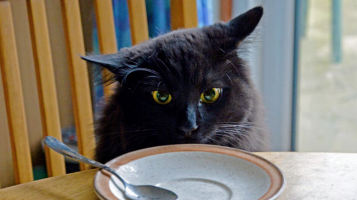 Сирота я, сирота... 