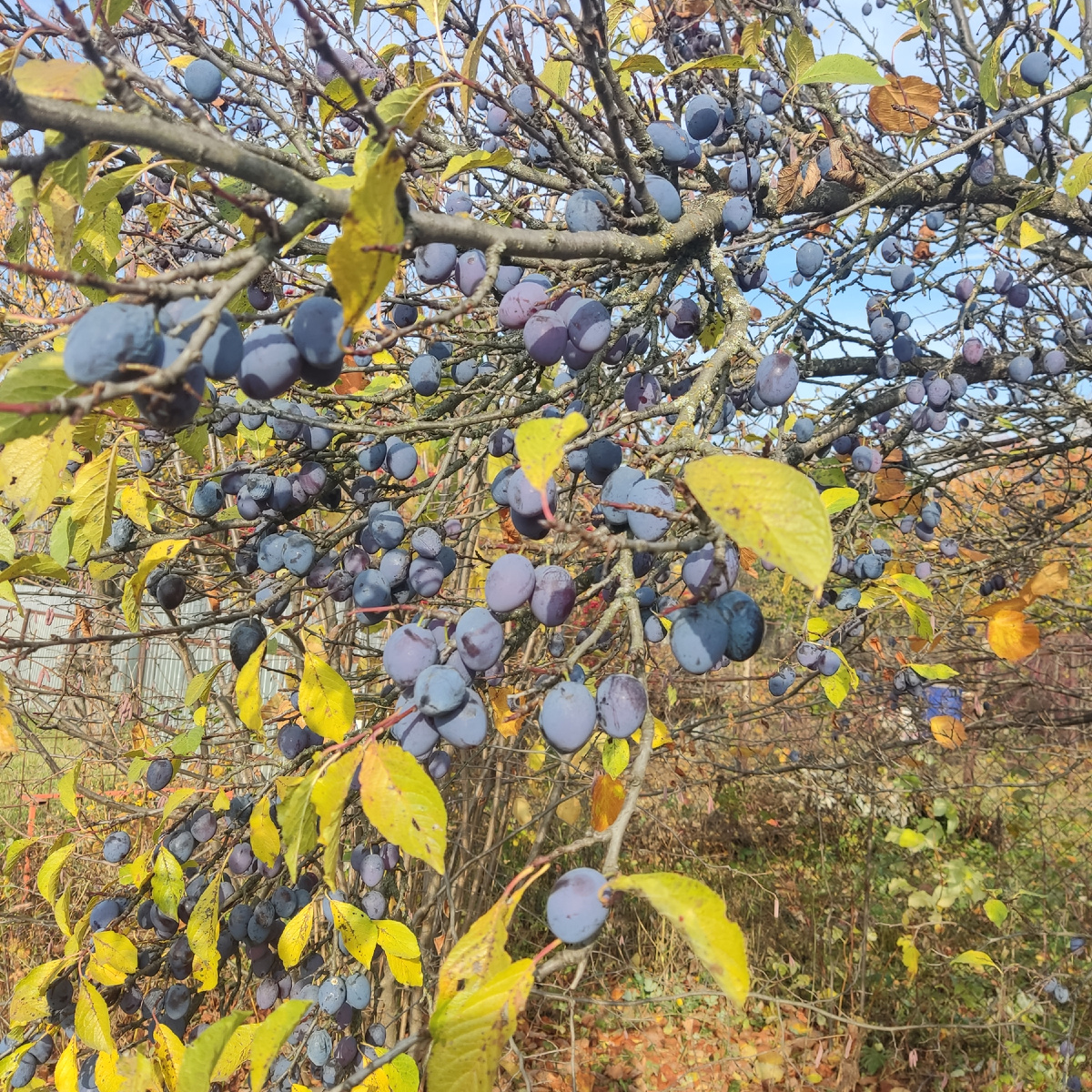 Последние сливы