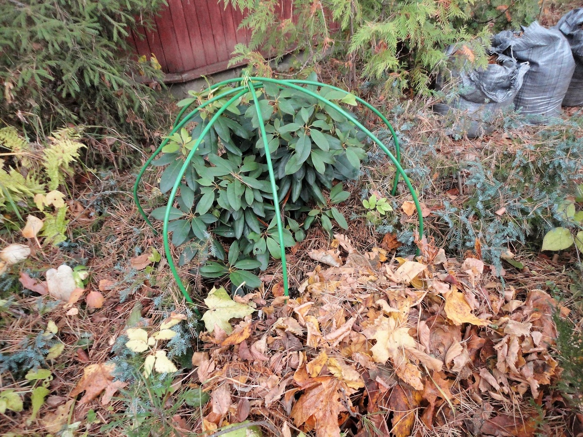    Рододендрон на зиму лучше укрыть. Все готово — осталось натянуть укрывной материал. Фото автора