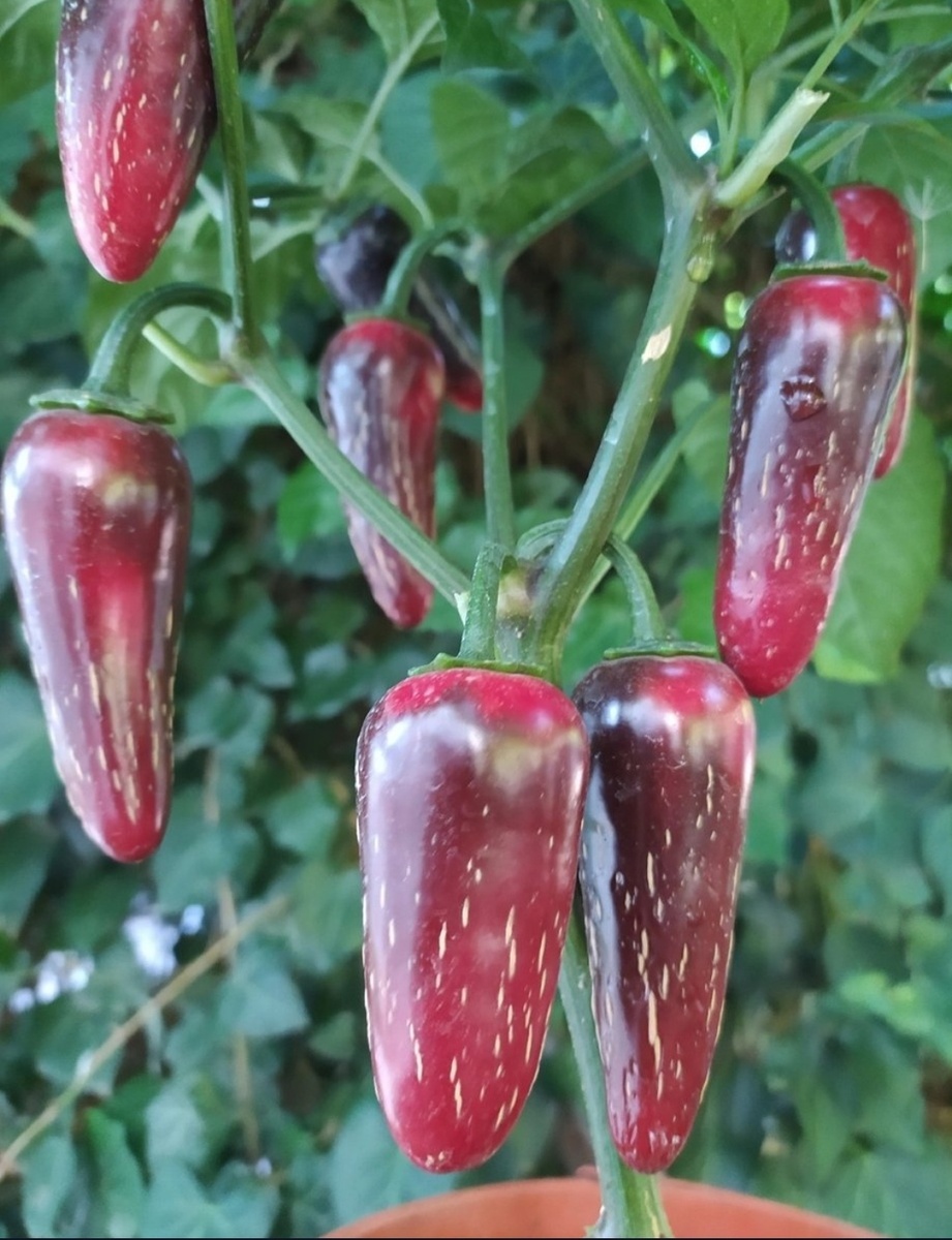 Секреты большого урожая