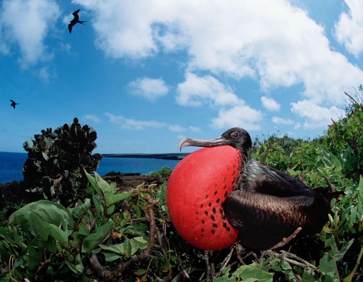 Фрегат с надутым красным мешком