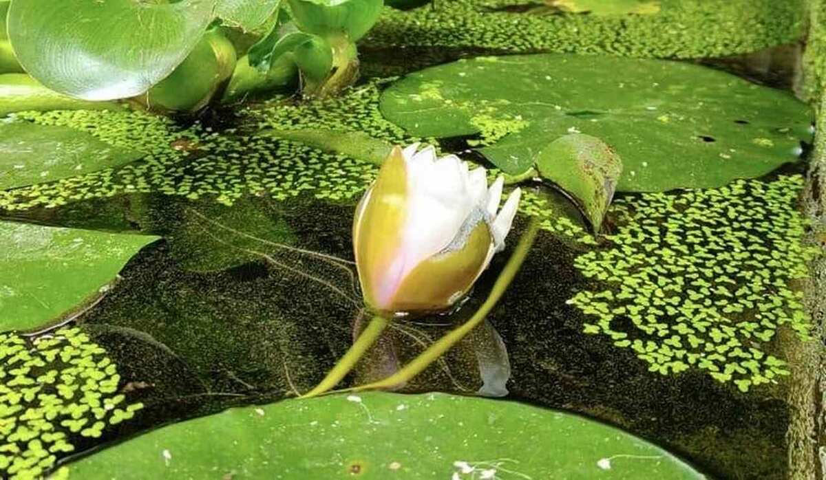    Ботанический сад.