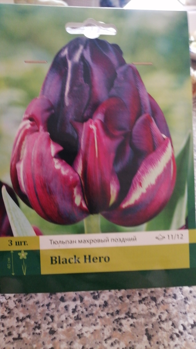 Очень люблю тюльпаны. Сейчас их у меня всего около 20 видов. 