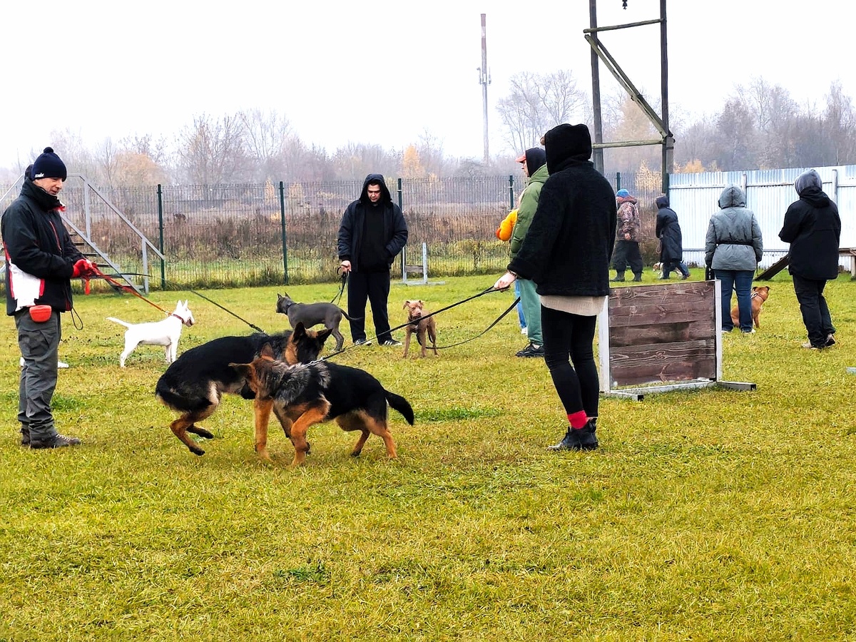 Кинологический центр "Атаман". Дрессировка