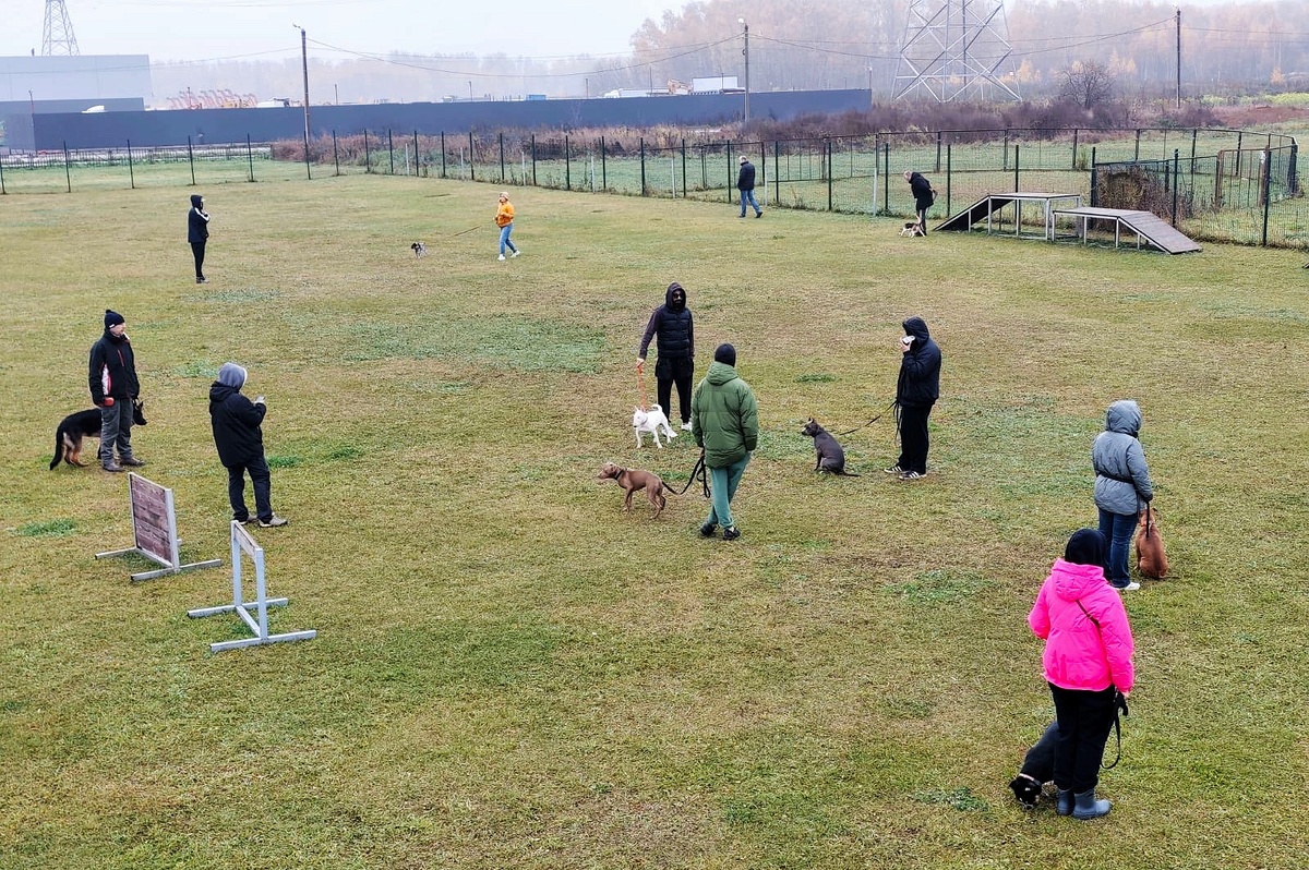 Групповые занятия по дрессировке в кинологическом центре "Атаман"