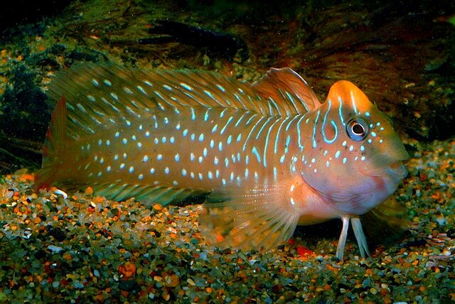 Морская собачка-павлин