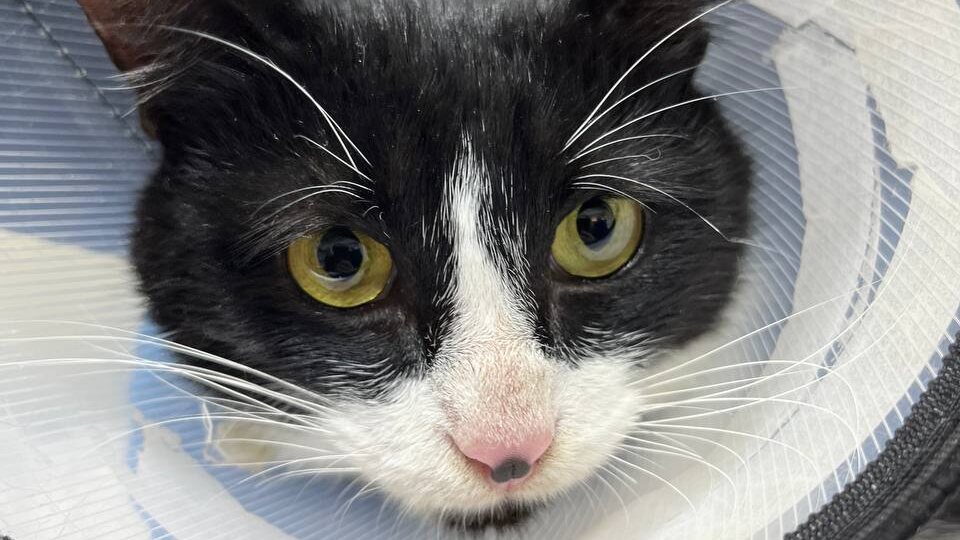 В очередной раз убеждаюсь, что если у питомца не заживает какая-то рана – скорее всего, дотягивается языком