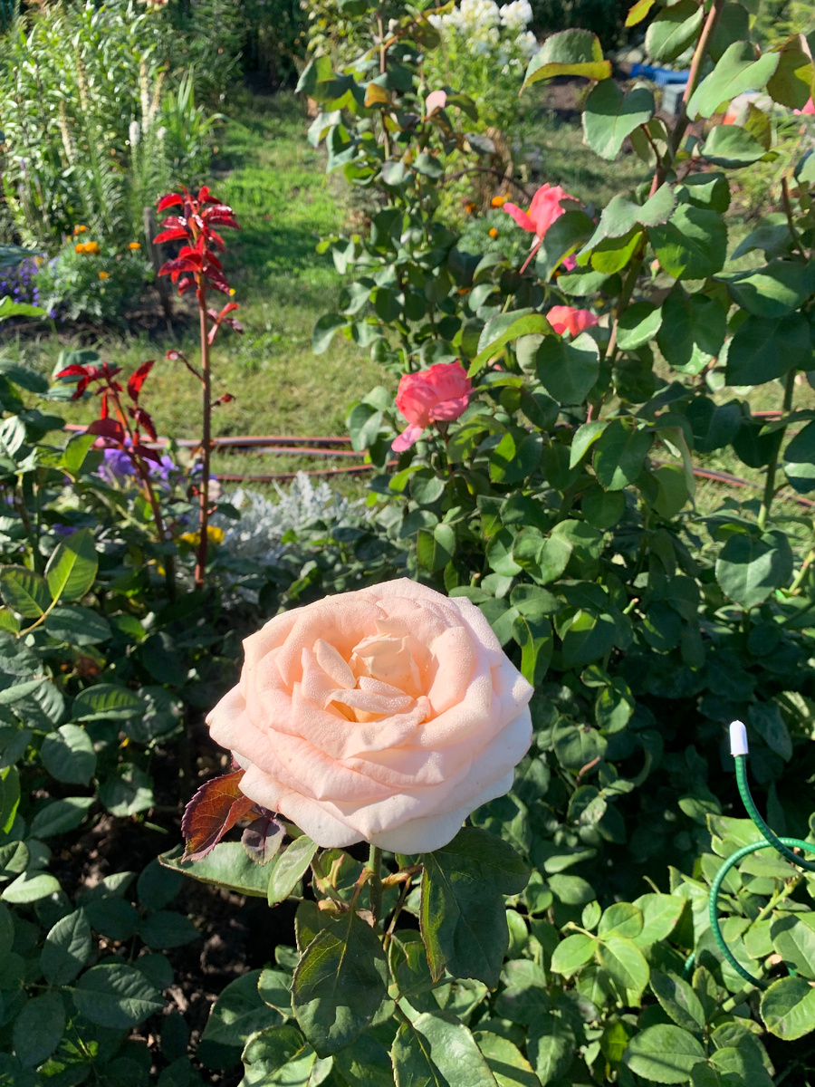 роза Осиана, все фото автора.