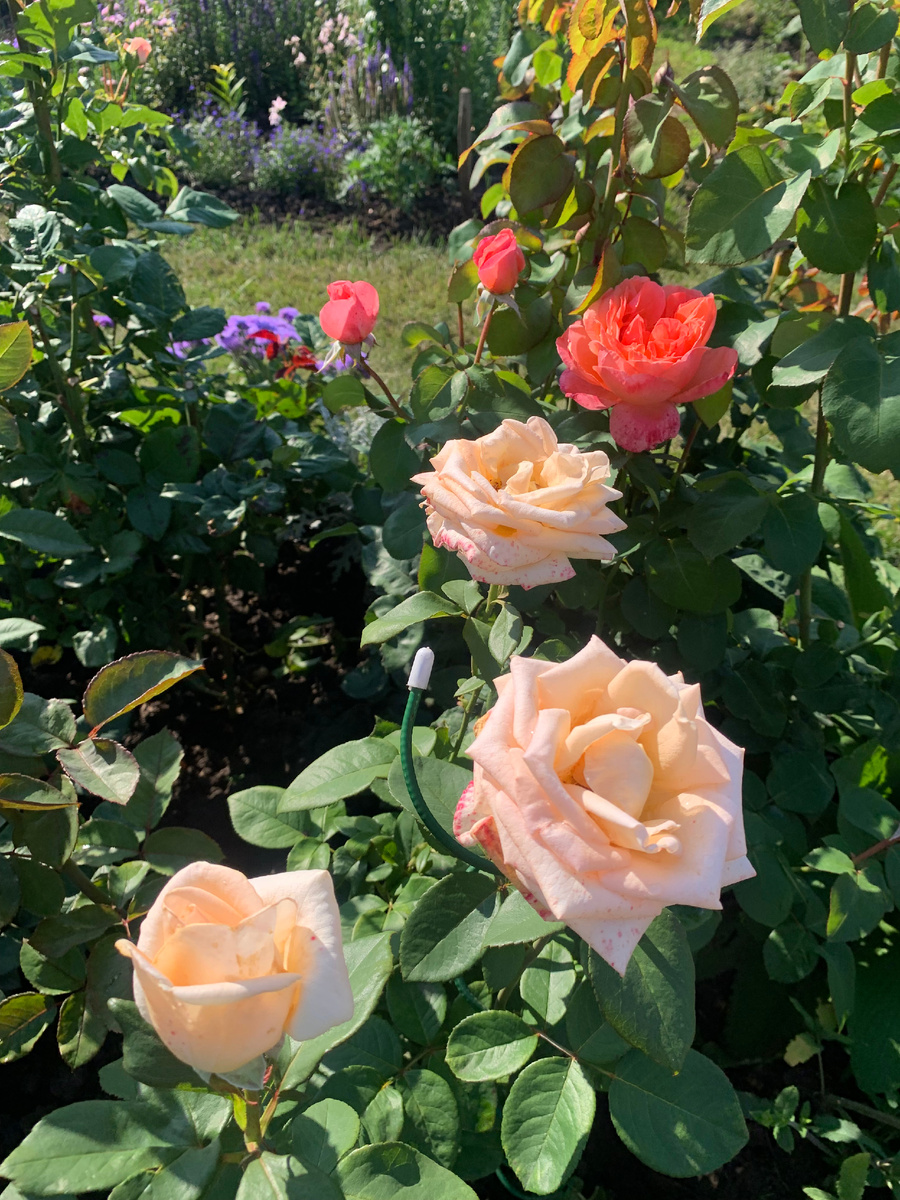 роза Осиана.