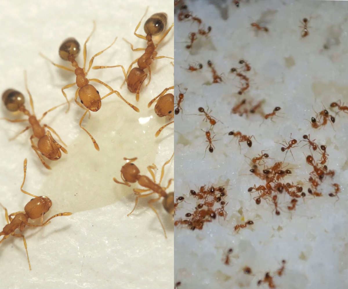 Фото из Яндекса прямо жуткие, у нас пока такого нашествия нет.