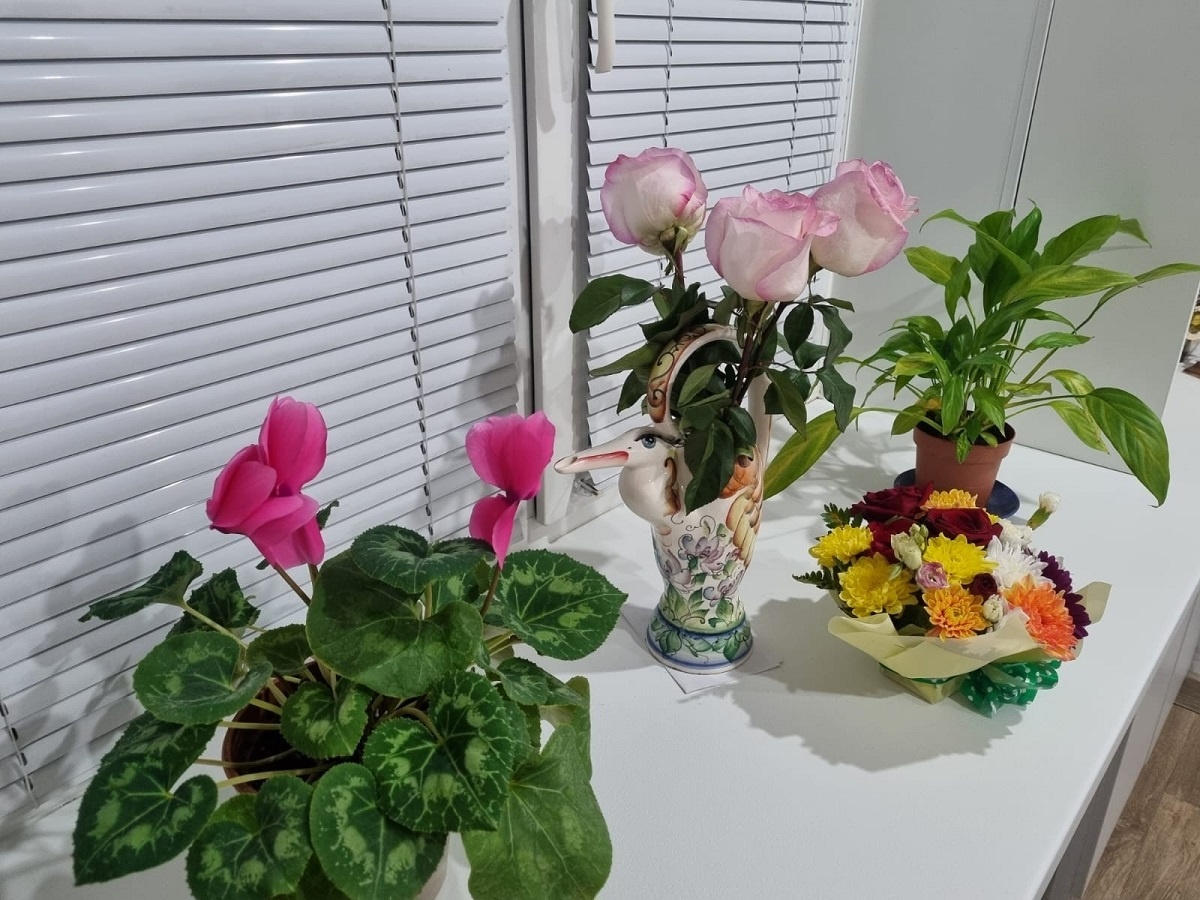    Не цветы, а ниндзя: не гибнут без воды, света и ухода — 3 растения для забывчивых и занятых хозяев