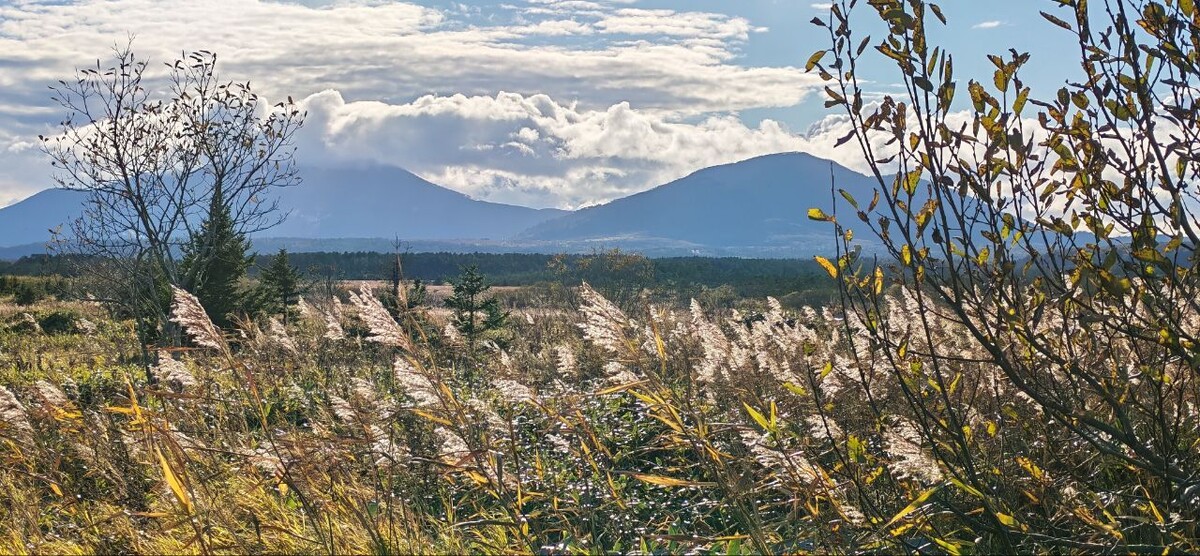 Серебрится тростник в "Серебряных болотах".