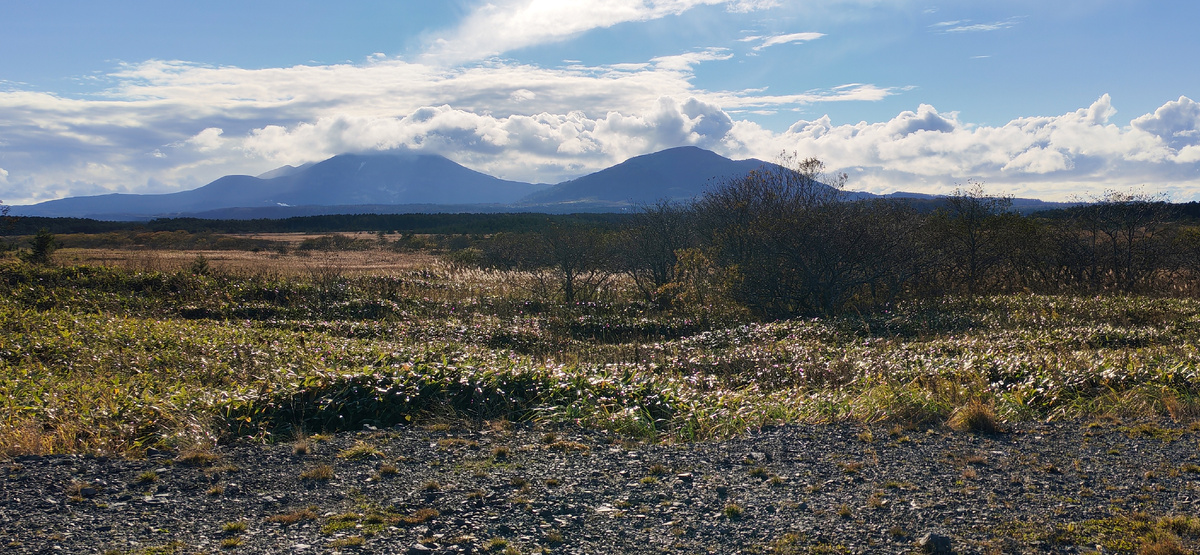 Сияет низкорослый курильский бамбук