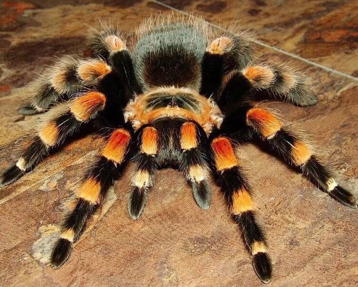 Фотография из интернета