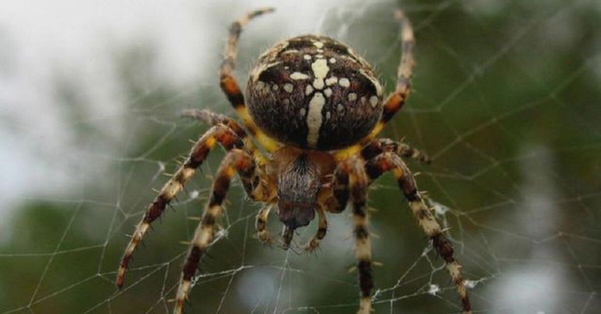 Фотография из интернета