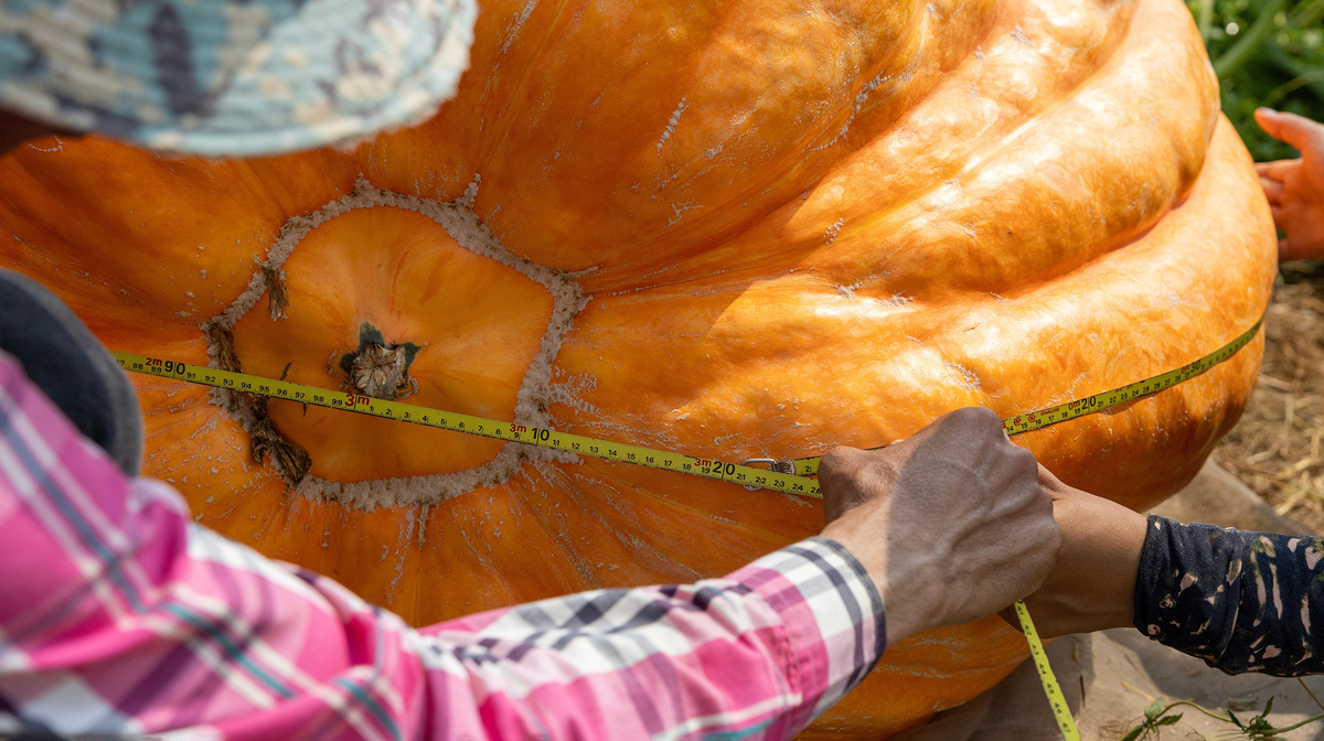     Фото: Akarawut/Shutterstock/FOTODOM Тыква сорта «Атлантический гигант»