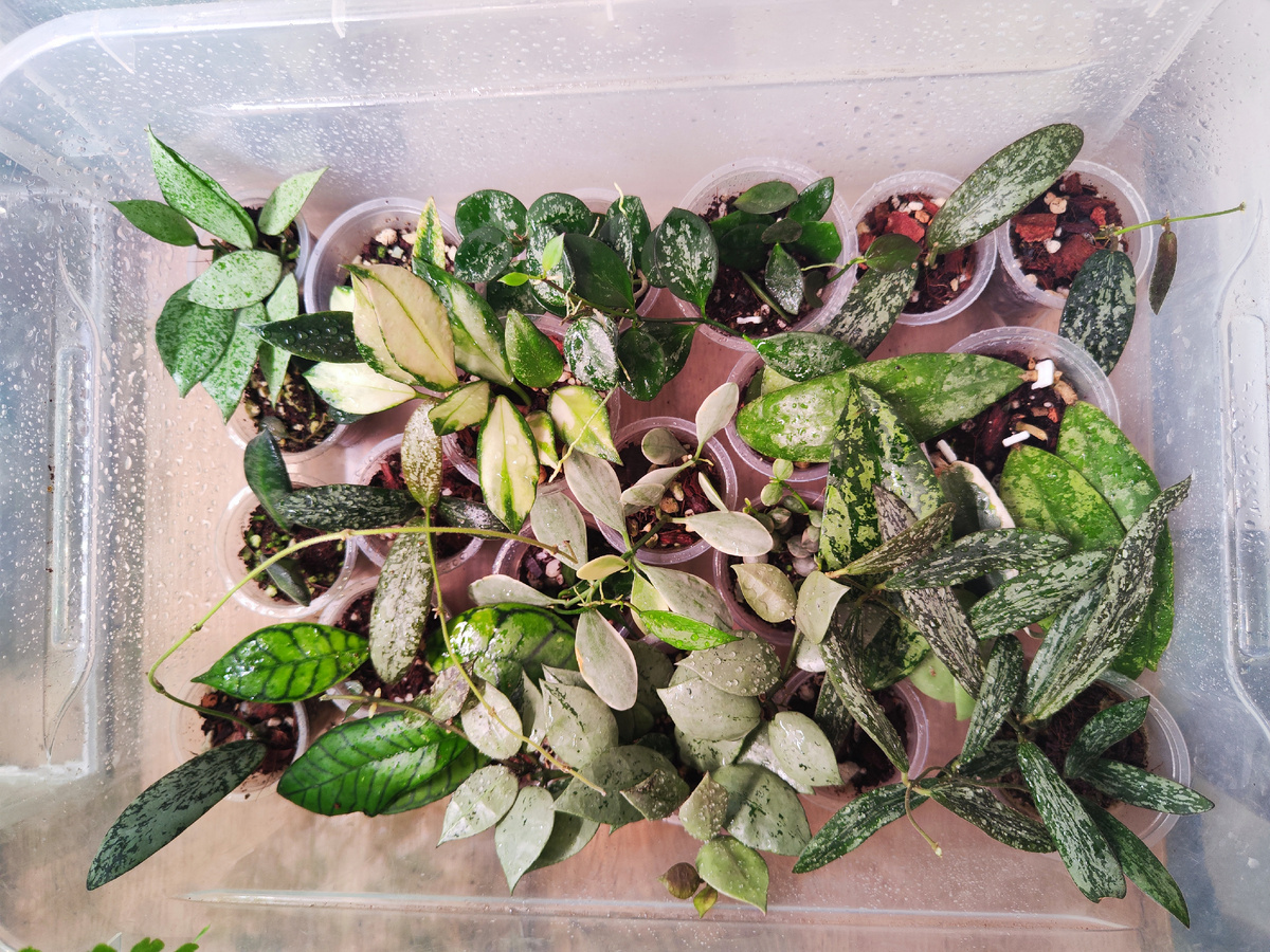 Хойный ящичек