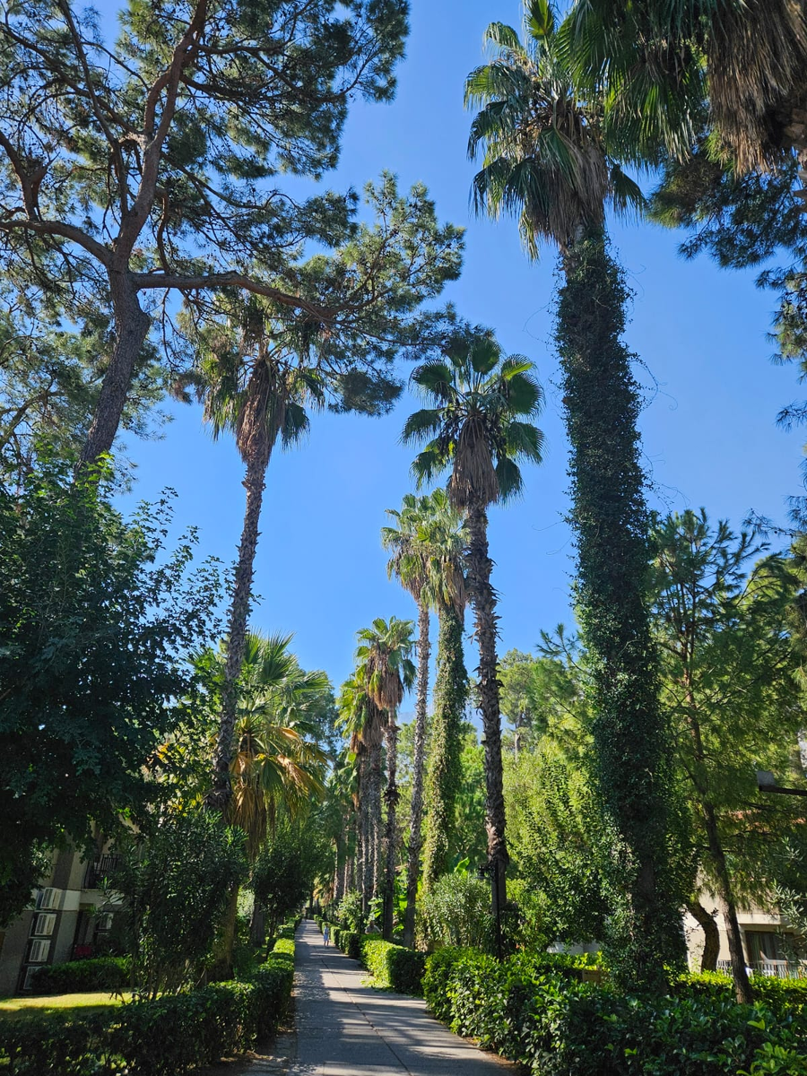 Главная дорога отеля