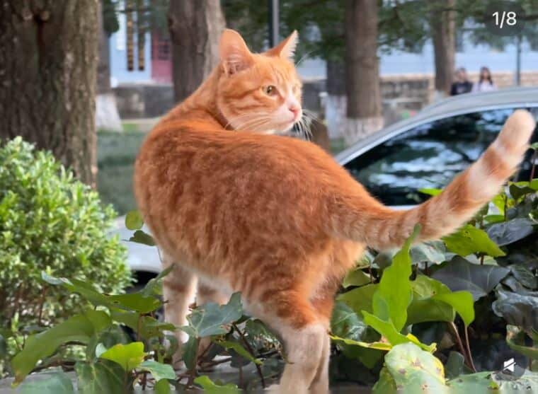    Кошка Сяо Цзюйцзы