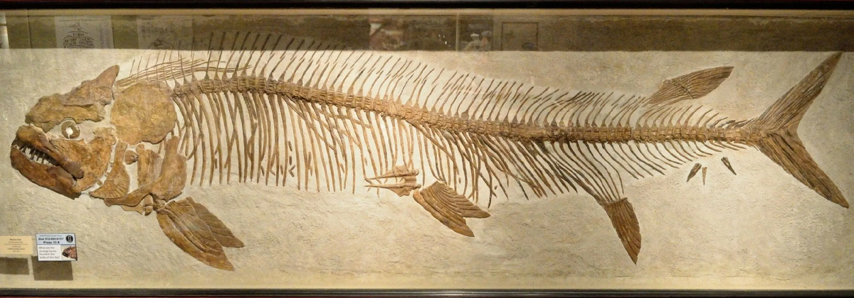  Ископаемые рыбы 