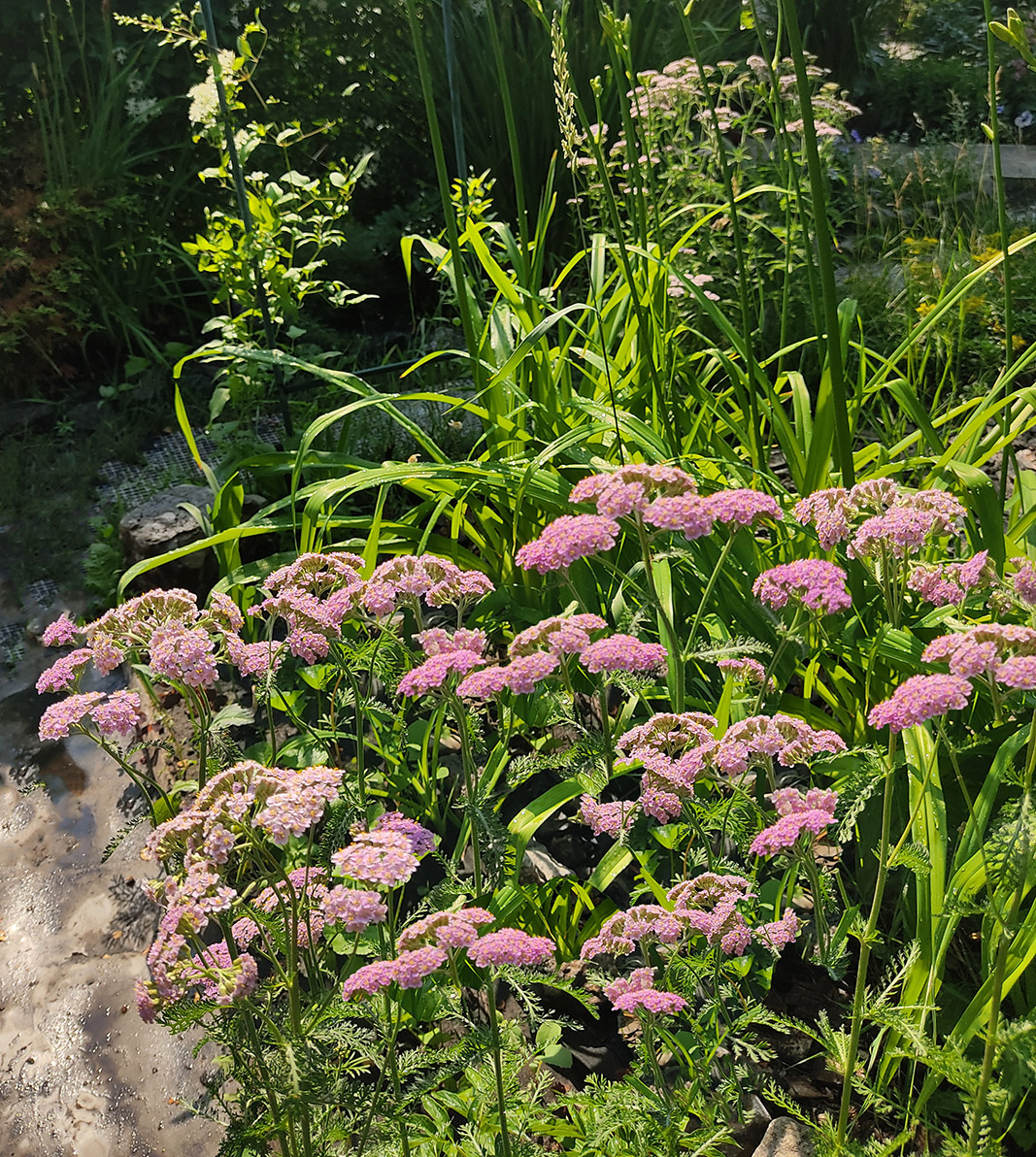 тысячелистник неизвестного сорта