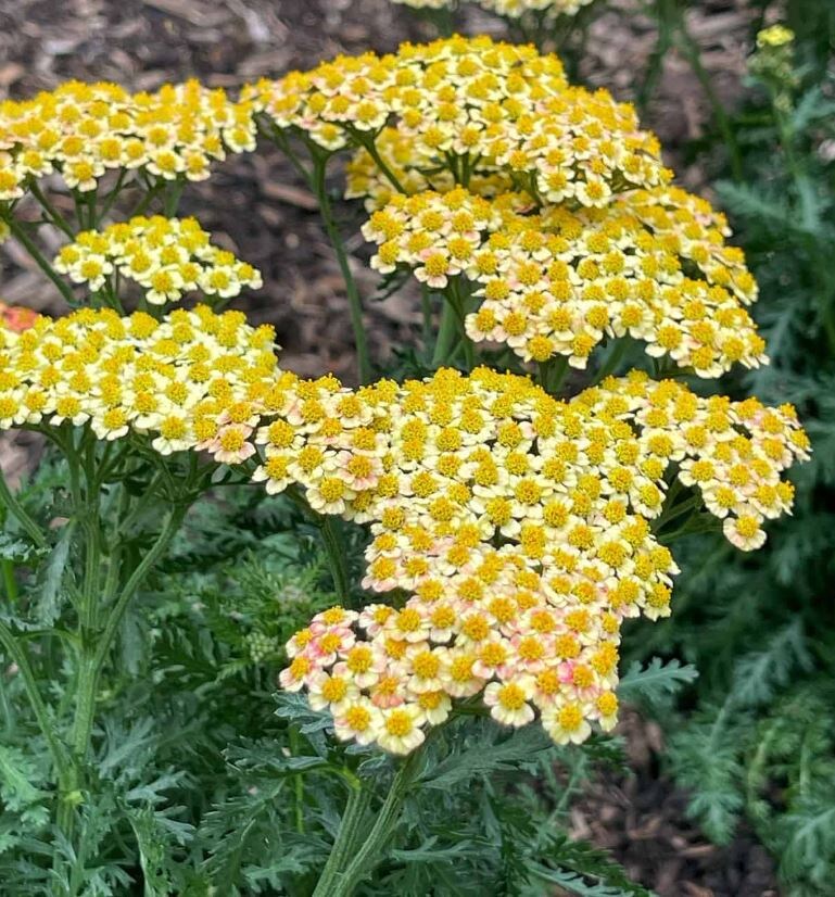Персиковое небо или Терракота?