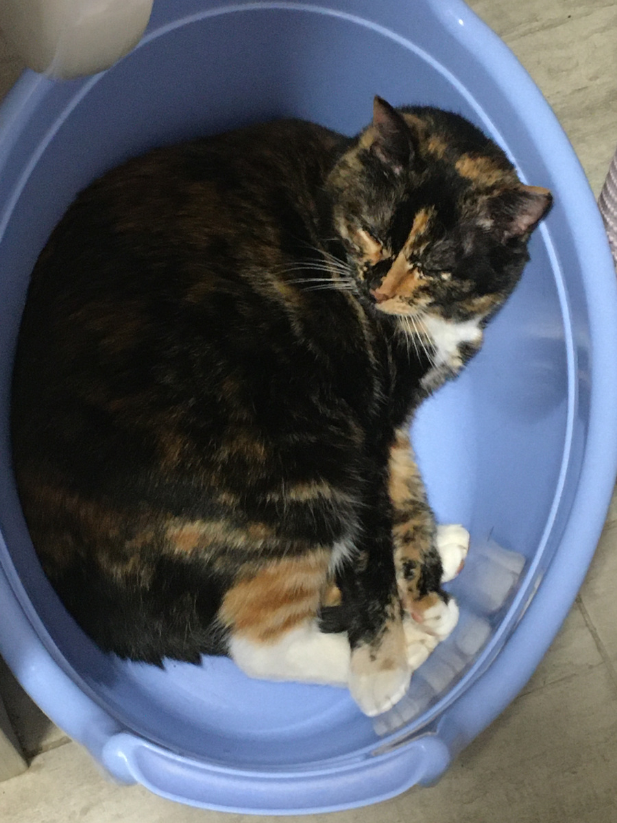 В любимом тазике. Фото автора