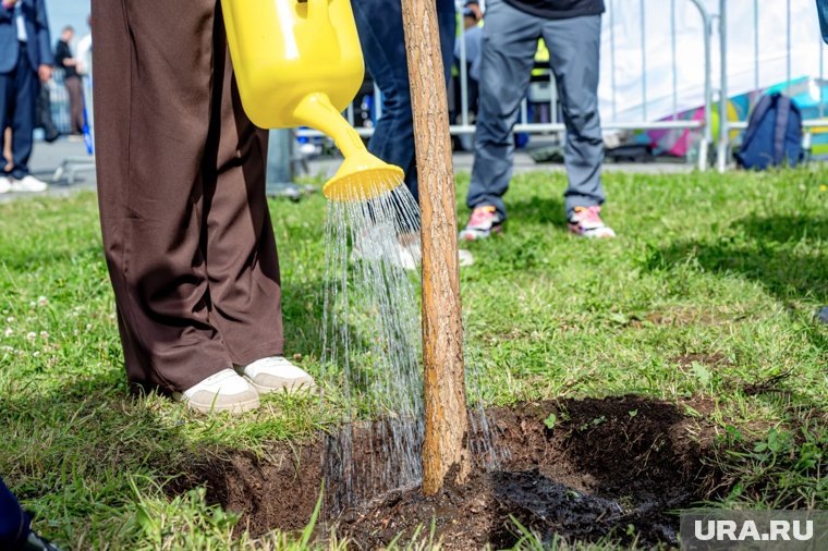     Вместо старых деревьев высадят новые