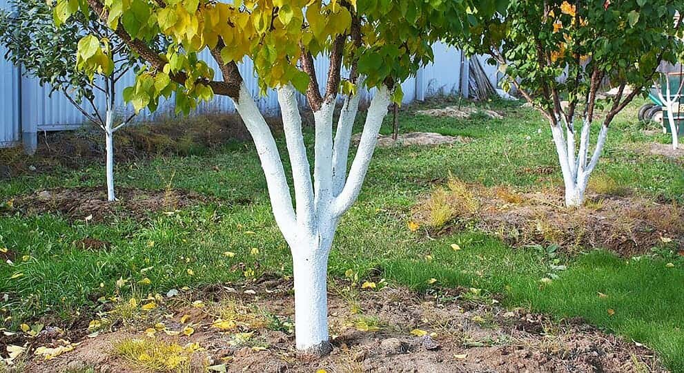 обработка сада осенью после листопада