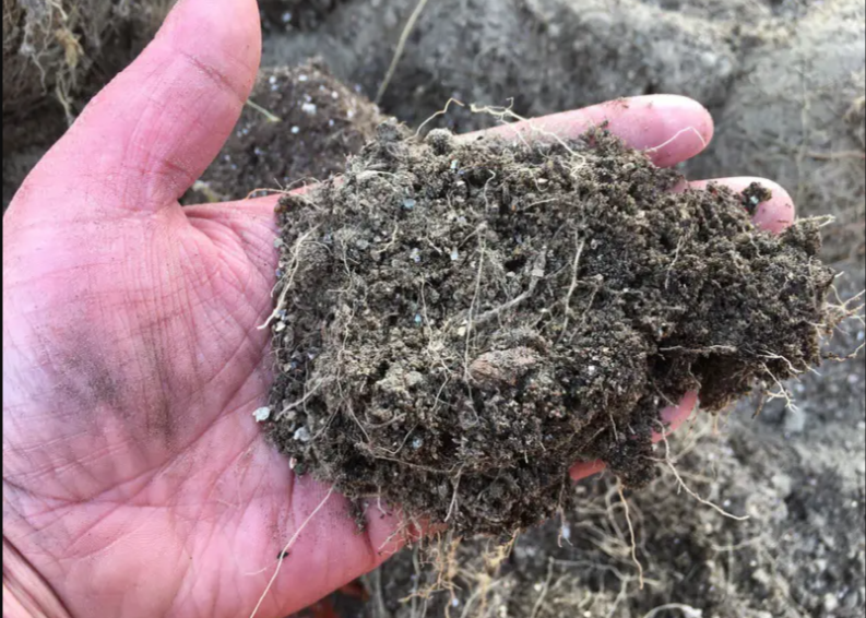 К весне от этих корешков не останется и следа. Все перепреет