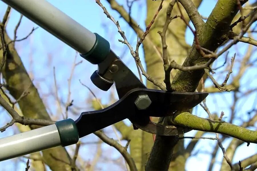 Правильная обрезка деревьев и кустарников поздней осенью для богатого урожая