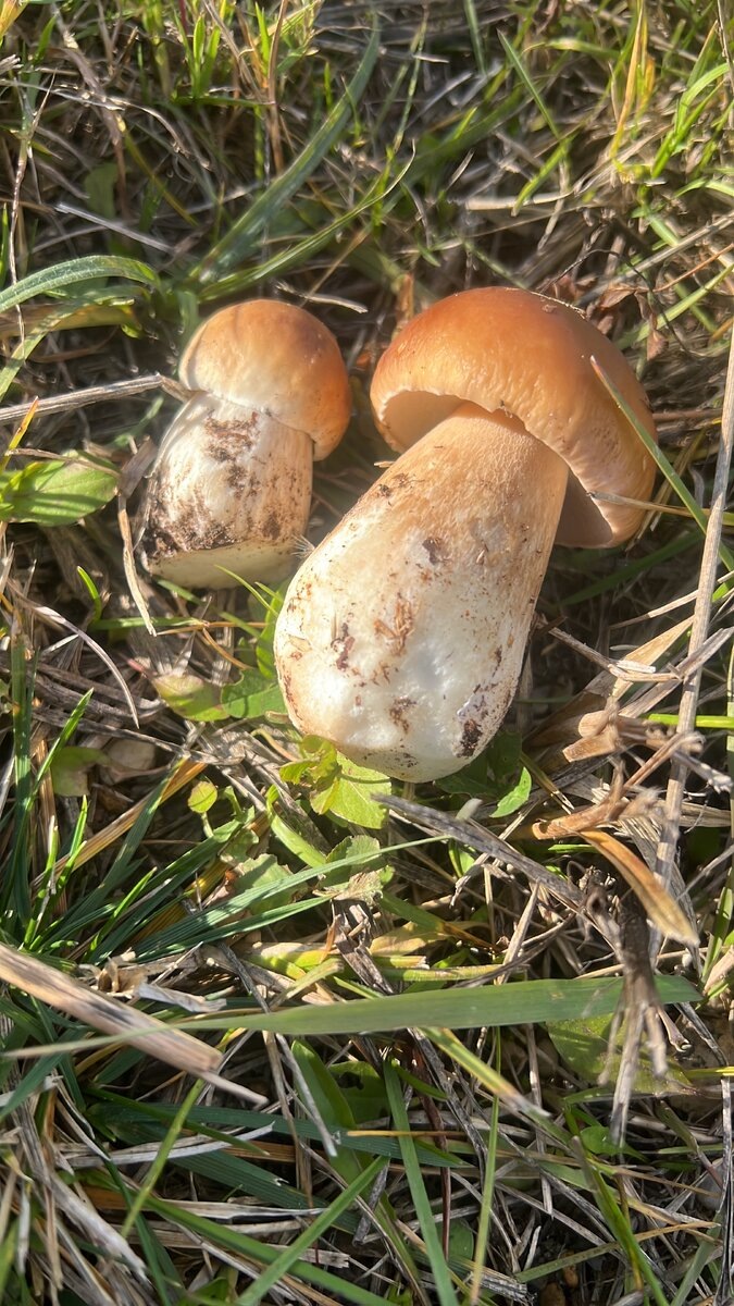 Первые осенние еловые белые грибы 2022 появившиеся после сентябрькой засухи. В них уже никто не верил. Но они случились. 13 октября 2022