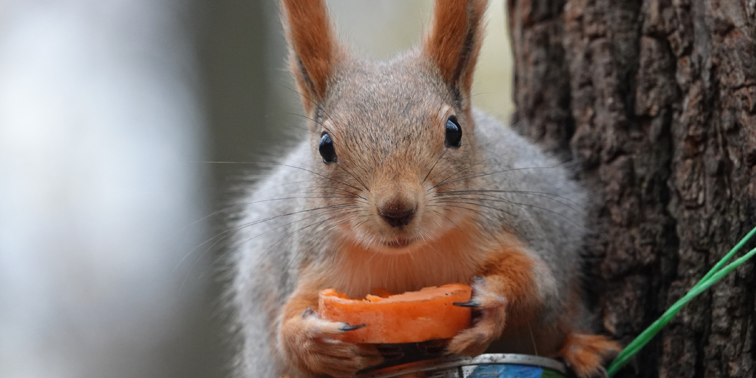 Белки. Птицы. Мыши. Мои фото за последнюю неделю