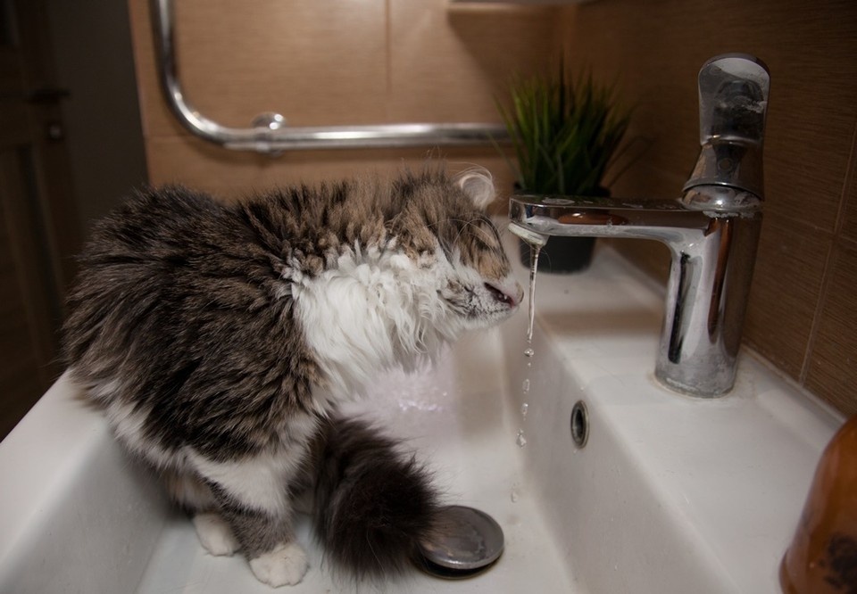   Николай ОБЕРЕМЧЕНКО